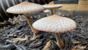 White Cap Mushrooms 2020