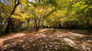 Hawthorn Park in Terre Haute Fall 2020