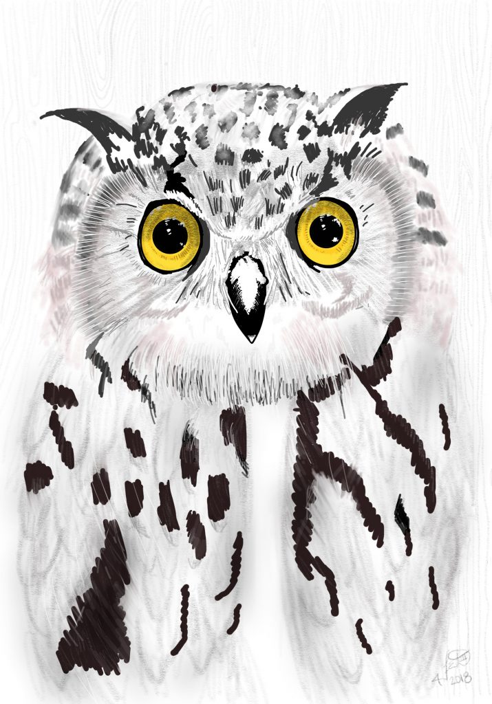 snow owl f deardurff